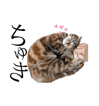世界で1番可愛い猫（個別スタンプ：13）