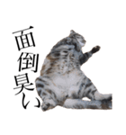 世界で1番可愛い猫（個別スタンプ：14）