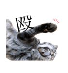 世界で1番可愛い猫（個別スタンプ：15）