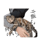 世界で1番可愛い猫（個別スタンプ：16）