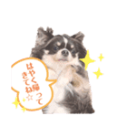 ❤チワワのレヨタン❤（個別スタンプ：6）