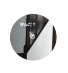 ノラ猫出身・ちゅう！（個別スタンプ：1）