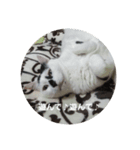 ノラ猫出身・ちゅう！（個別スタンプ：4）