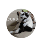 ノラ猫出身・ちゅう！（個別スタンプ：5）