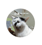 ノラ猫出身・ちゅう！（個別スタンプ：6）