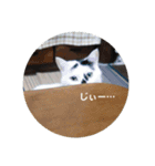 ノラ猫出身・ちゅう！（個別スタンプ：7）