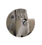ノラ猫出身・ちゅう！（個別スタンプ：8）