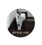 ノラ猫出身・ちゅう！（個別スタンプ：9）