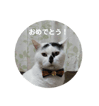 ノラ猫出身・ちゅう！（個別スタンプ：10）