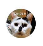 ノラ猫出身・ちゅう！（個別スタンプ：11）