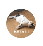 ノラ猫出身・ちゅう！（個別スタンプ：12）