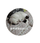 ノラ猫出身・ちゅう！（個別スタンプ：13）