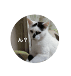 ノラ猫出身・ちゅう！（個別スタンプ：14）