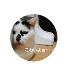 ノラ猫出身・ちゅう！（個別スタンプ：15）