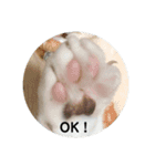 ノラ猫出身・ちゅう！（個別スタンプ：16）