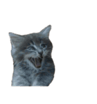 ねこのあんじぇろ（個別スタンプ：1）