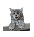 ねこのあんじぇろ（個別スタンプ：5）