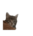 ねこのあんじぇろ（個別スタンプ：12）