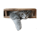 ねこのあんじぇろ（個別スタンプ：13）