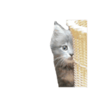 ねこのあんじぇろ（個別スタンプ：15）