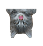 ねこのあんじぇろ（個別スタンプ：19）