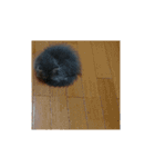 ねこのあんじぇろ（個別スタンプ：31）