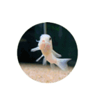 まゆみのさかな-初心者のアクアリウム日記-（個別スタンプ：30）