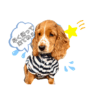 かーるの仔犬とカール＆ノア（個別スタンプ：1）