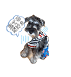 かーるの仔犬とカール＆ノア（個別スタンプ：8）