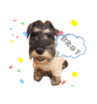 かーるの仔犬とカール＆ノア（個別スタンプ：11）