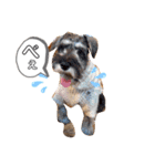 かーるの仔犬とカール＆ノア（個別スタンプ：12）