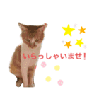 めんま専務 ビジネス用1（個別スタンプ：1）