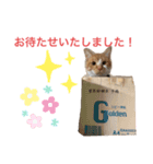 めんま専務 ビジネス用1（個別スタンプ：4）