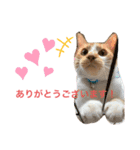めんま専務 ビジネス用1（個別スタンプ：5）