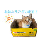めんま専務 ビジネス用1（個別スタンプ：6）