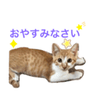 めんま専務 ビジネス用1（個別スタンプ：7）