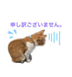 めんま専務 ビジネス用1（個別スタンプ：8）