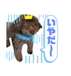 プードルのたろうくん（個別スタンプ：1）