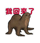 カワウソ家族の生活 (中国語)（個別スタンプ：17）