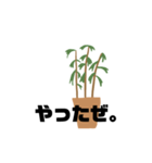 観葉植物くん☆（個別スタンプ：23）