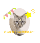 もちゃ 8（個別スタンプ：7）
