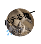 もちゃ 8（個別スタンプ：12）
