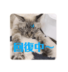 もちゃ 8（個別スタンプ：16）
