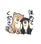 限界柴犬君たち（個別スタンプ：24）