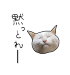 ハク様【飲みにけーしょん】（個別スタンプ：10）