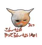 ハク様【飲みにけーしょん】（個別スタンプ：13）
