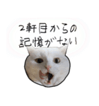 ハク様【飲みにけーしょん】（個別スタンプ：14）