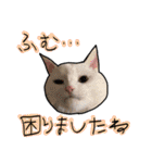 ハク様【飲みにけーしょん】（個別スタンプ：17）