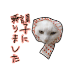 ハク様【飲みにけーしょん】（個別スタンプ：19）