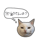 ハク様【飲みにけーしょん】（個別スタンプ：31）